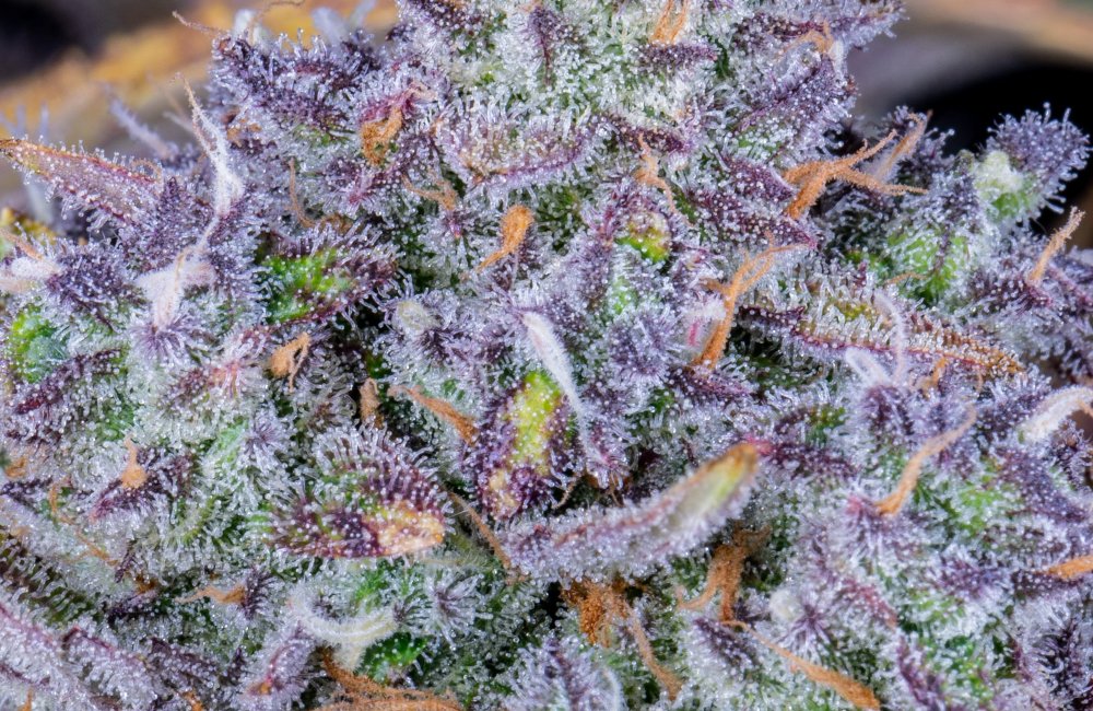 Tropicana Cookies  weed strain in Los Angeles